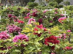 -曹州百花园