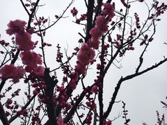 -无锡梅园公园