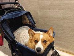 -宠福鑫康馨动物医院·骨科·眼科