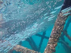 -东姑阿都拉曼海洋公园