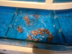 -天正河鲀·河豚亭(大连店)