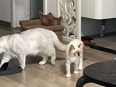 -创凡宠物医院·骨专科  猫科中心(西乡分院)