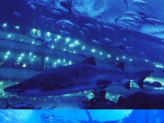 -成都浩海立方海洋公园