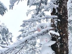 -瓦屋山景区