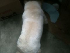 -Oh My Dog宠物沙龙(伊珊娜皮毛护理店)