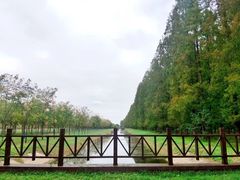 -黄海国家森林公园