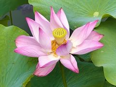 -莲花池公园