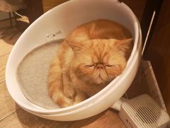 -more than meow吴止猫主题餐厅(承德 中船汇店)