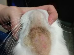 -瑞派动物医院·绝育·犬猫全科·预防医学(光景江南中店)