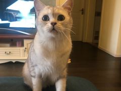 -帕帕拉兹宠物(亚洲旗舰店)