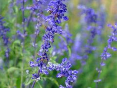 -白沙门生态公园