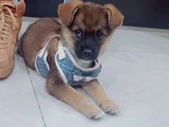 -艾贝尔宠物医院·24H转诊中心·肿瘤猫专科(江宁双龙店)
