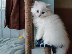 -欣宠猫屋·矮脚拿破仑·蓝金金渐层