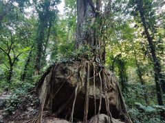 -莫里热带雨林景区