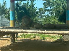 -西霞口神雕山野生动物世界