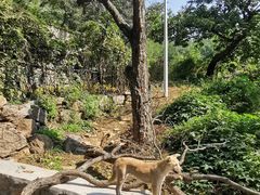 -大岭沟猕猴桃谷风景区