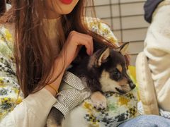 -逗柴咖啡屋·狗咖猫咖宠物桌游