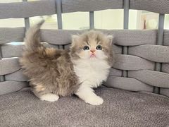 -lincat·猫舍(广州店)