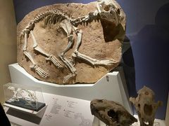 -国家自然博物馆