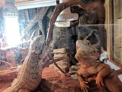 -Rabbit Cafe私房西餐甜点咖啡(栖霞路店)