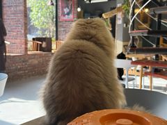 -豆逗聊愈猫阁Easy Life