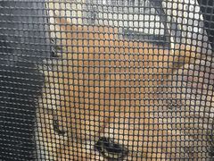 -全心全意连锁动物医院·微创中心·内科急重症·心脏专科(丰管路店)