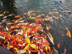 -大门水乡·顺德菜