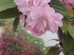 -高东镇樱花园