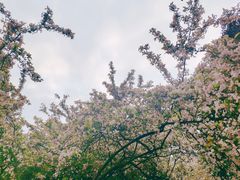 -南山植物园