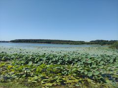 -丁香湖公园