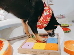 -柴务处·柴犬主题狗咖