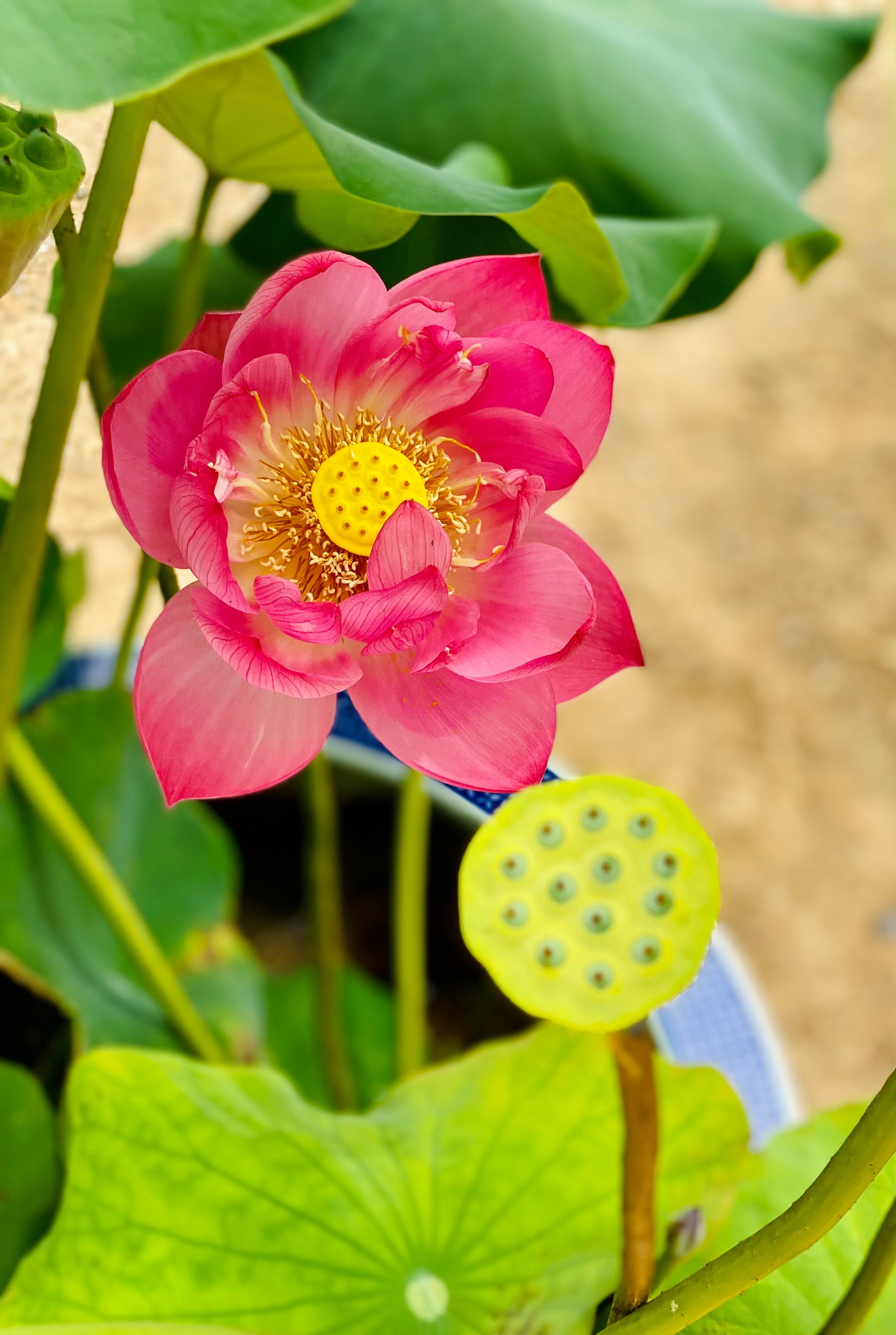 三头并蒂莲花图片图片