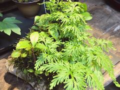 -植觉