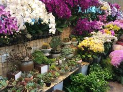 -双季花艺园艺市场(浦东店)