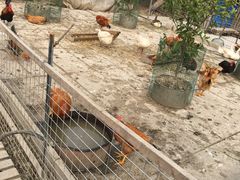 -小鱼草莓采摘园农家乐·小鱼餐厅