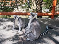 -北京野生动物园