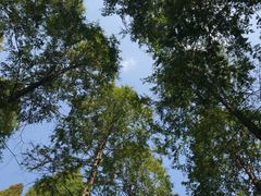 -黄海国家森林公园