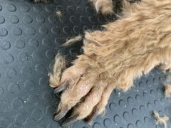 -北京恒爱动物医院(清景园分院)