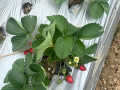 -尚果生态采摘园