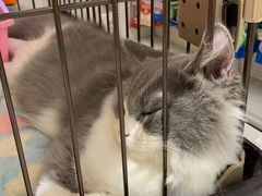 -1013 PET SHOP精品宠物商店(丁香店)