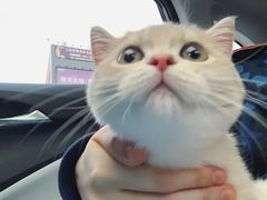 -东方名猫馆·英短金渐层布偶猫舍(环线广场1号楼店)