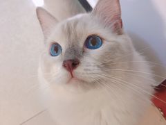 -宠福鑫康馨动物医院·骨科·眼科