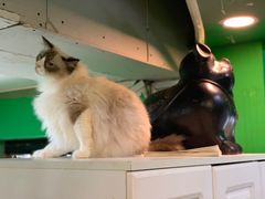 -李小姐の猫咖啡馆(五角场店)
