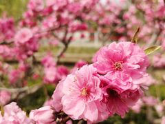 -海棠花溪(元大都城垣遗址公园)