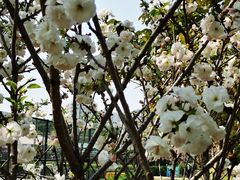 -观澜湖生态运动公社