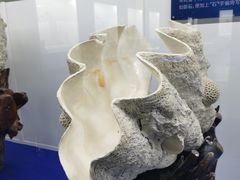 -贝壳王国博物馆