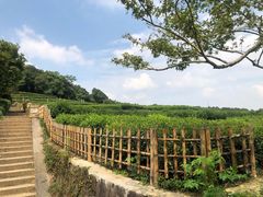 -中国茶叶博物馆(双峰馆区)