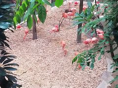 -麒麟中餐厅·经典粤菜·地道菜式老字号(广州长隆酒店)