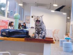 -有猫主题·治愈系猫咖(曾厝垵店)