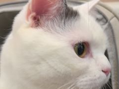 -贝康宠物医院·犬猫全科·小动物特色诊疗中心(东环路店)